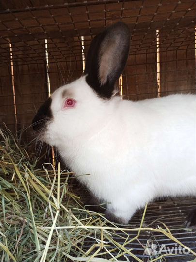 Калифорния и Белый Паннон