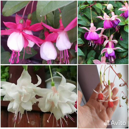 Фуксия, бегония, бальзамин