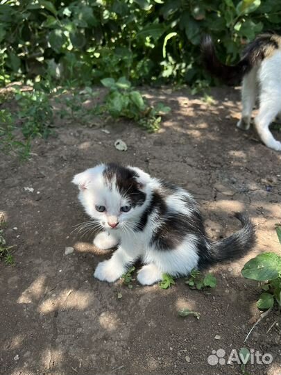 Котята в добрые руки бесплатно