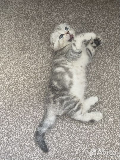 Шотландские котята клубные с документами и прививк