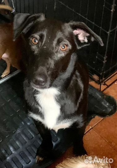 Собака в добрые руки