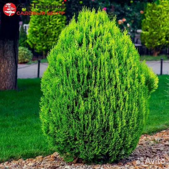 Туя Грин Эгг