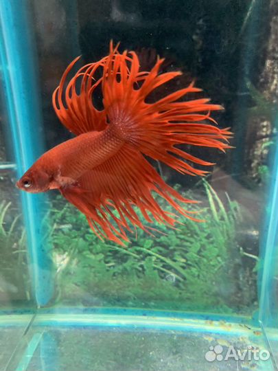 Аквариумные рыбки