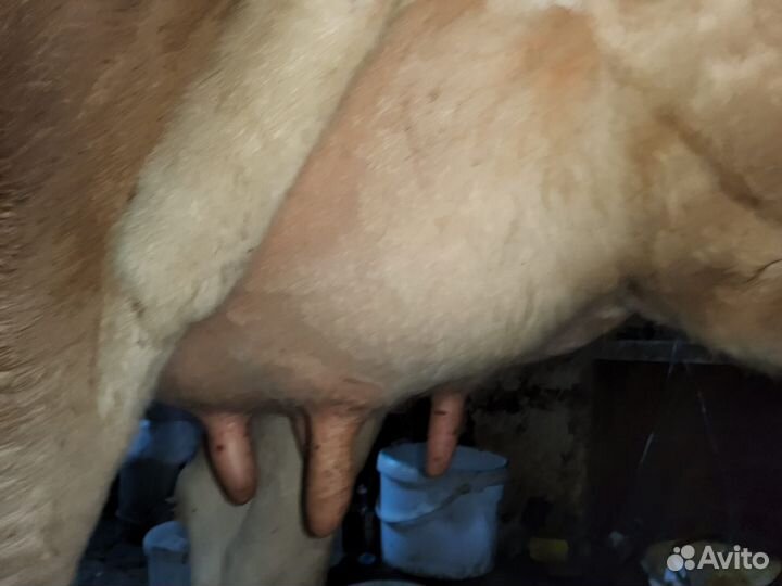 Джерси первотелка