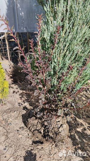 Пузыреплодник Литл Энджел