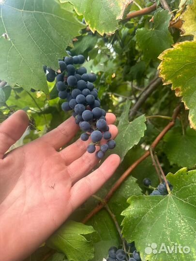Виноград винный