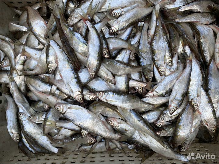 Уклейка свежая