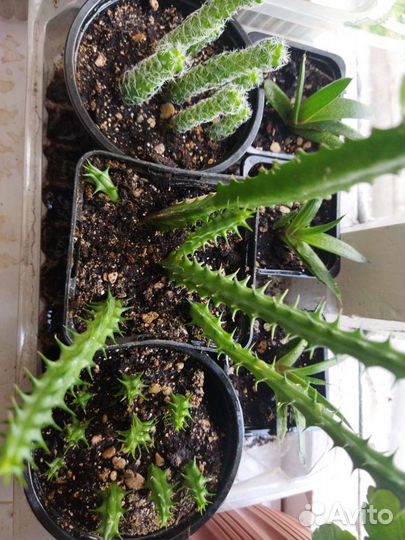 Дипладения,каланхое, алое, кактусы, Хоя,каллабелая