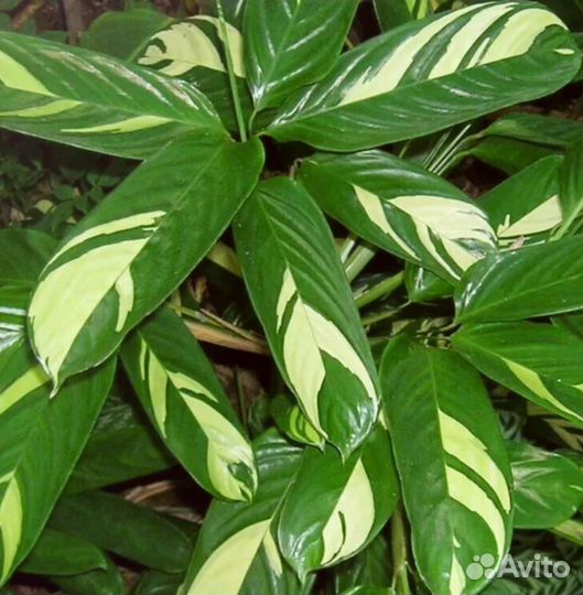 Ктенанта Лубберса Голден Мозаик