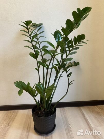 Комнатные растения цветы замиокулькас