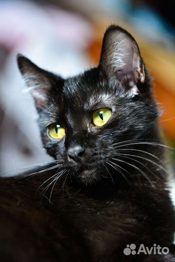 Портретный фотограф