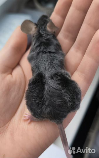 Декоративные мыши