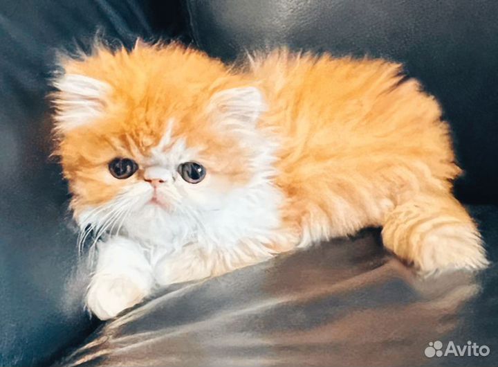 Персидский котик