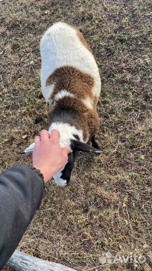 Продаются овцы бараны только на племя