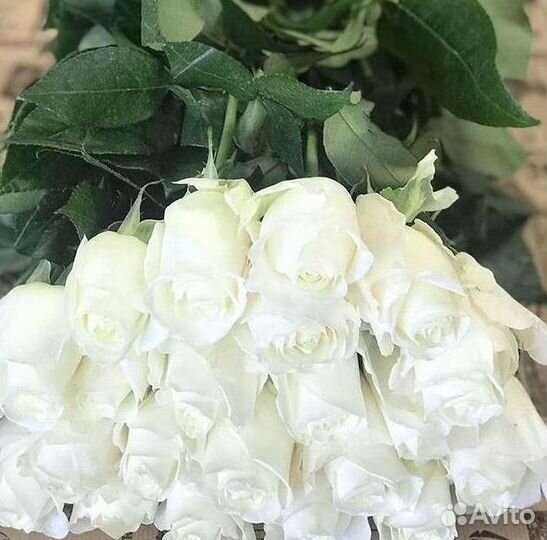 Высокие розы Гигантские розы Доставка цветов