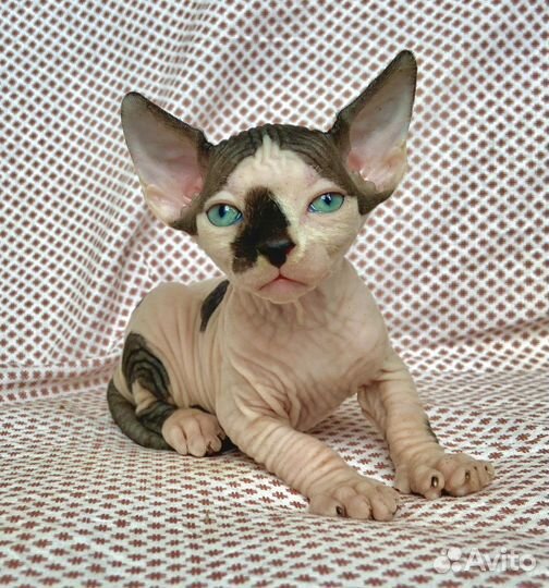 Неземная девочка канадского сфинкса