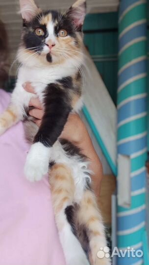 Трёхцветный котенок егоза