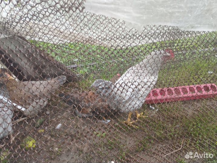 Петухи молодые домашние