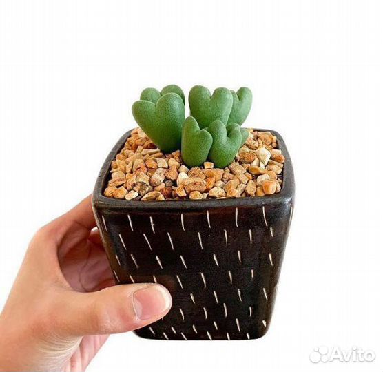 Конофитум билобум 