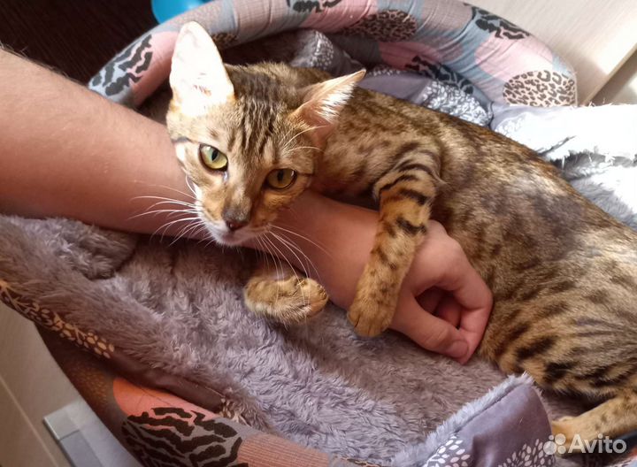 Передежка животных