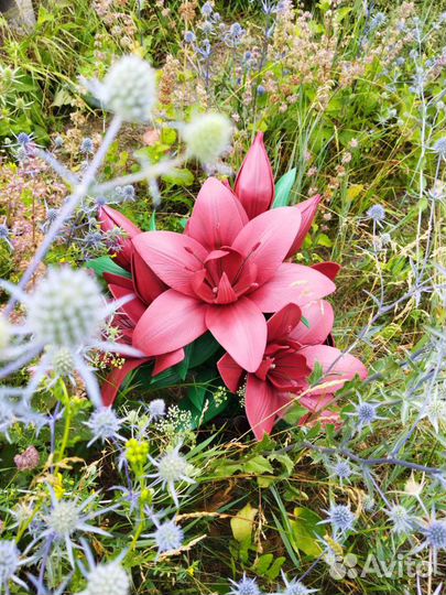 Композиция Лилии настольная