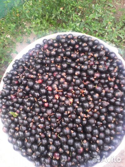 Саженцы фундука, жимолости, смородины