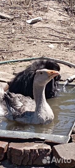 Гуси на мясо