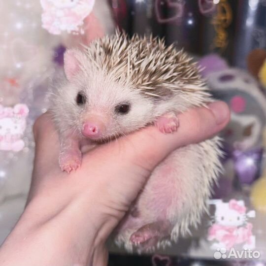 Африканский еж