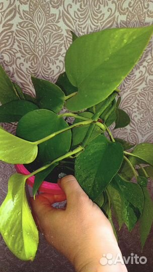 Сциндапсус неон