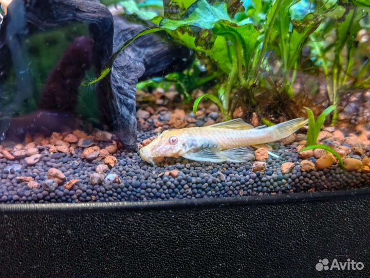 Сомики анцитрусы