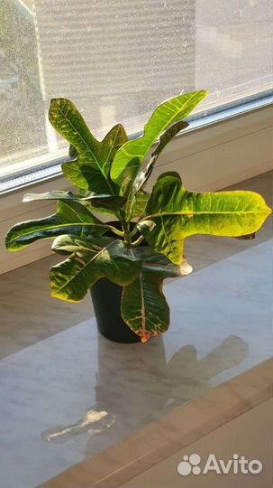 Кодиеум кротон экселент