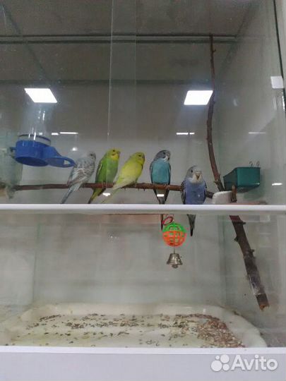 Волнистые попугаи