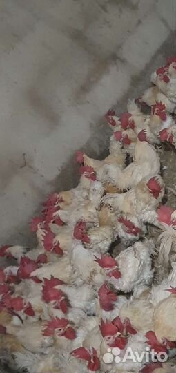 Мясо Домашнего Петуха