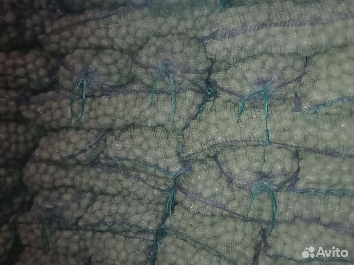 Семенной картофель, ред скарлет, коломбо