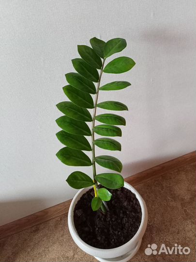 Замиокулькас