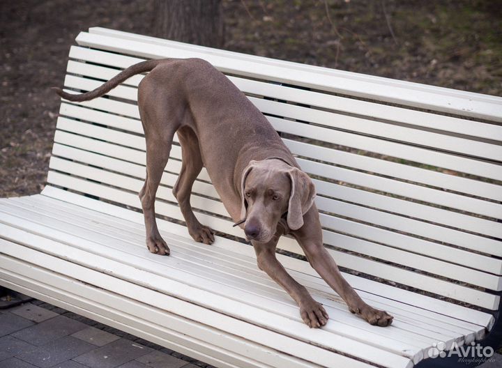 Выгул собак