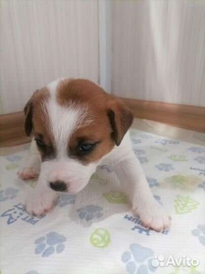 Щенки Джек Рассел Терьер с документами