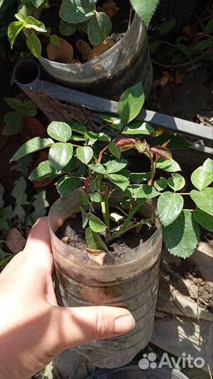 Розы корнесобственные Краснодар