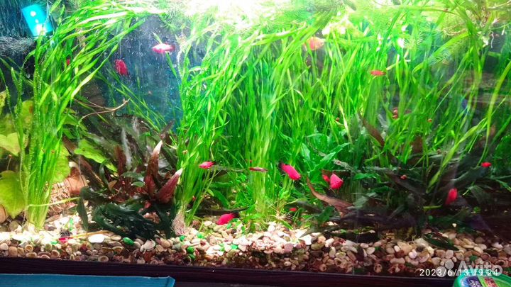 Аквариумные рыбки пецилии и скалярии