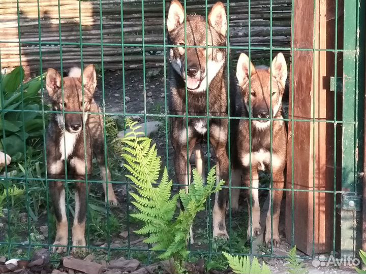 Щенок сикоку шикоку ину