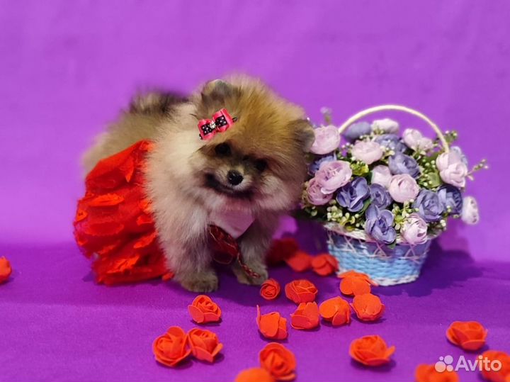 Яркая мишка шпиц