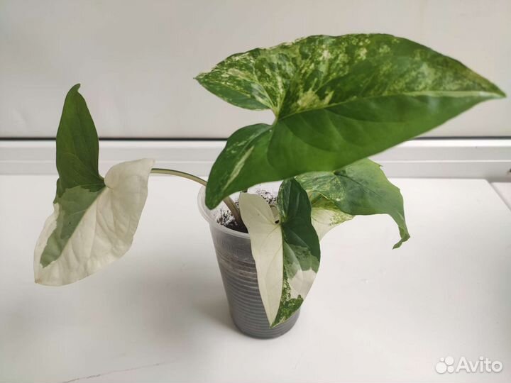 Сингониум конфетти, pink neon, imperial white