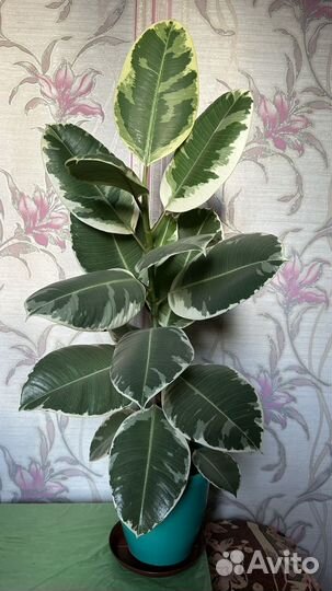 Фикус эластика тинеке