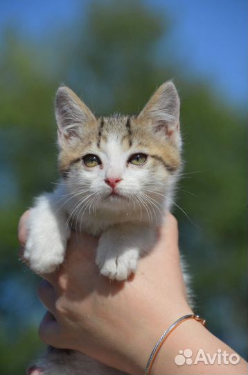 Котик в дар