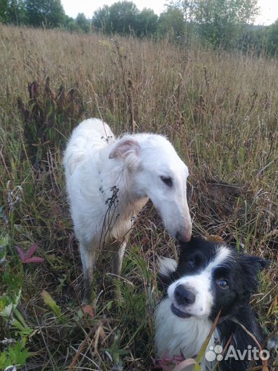 Рпб Кобель кастрат