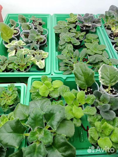 Продажа сортовых фиалок (стандарты,мини)