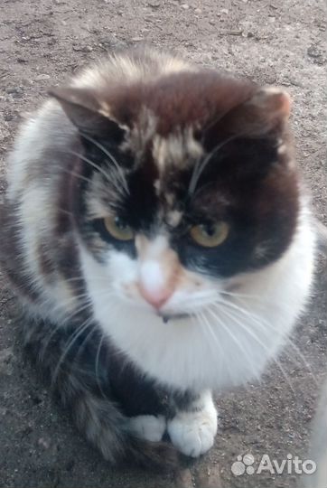 Котенок трехцветный стерилизованный 10 мес