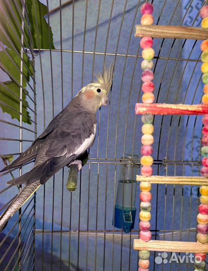 Два маленьких попугая и попугай Корелла