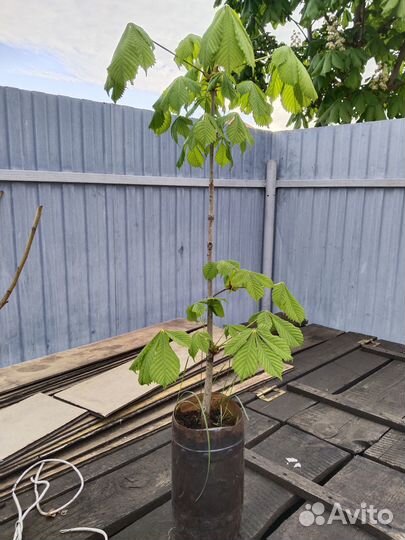 Саженцы каштана