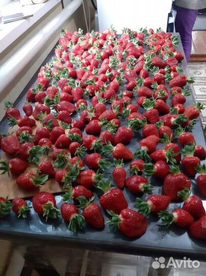 Рассада клубники